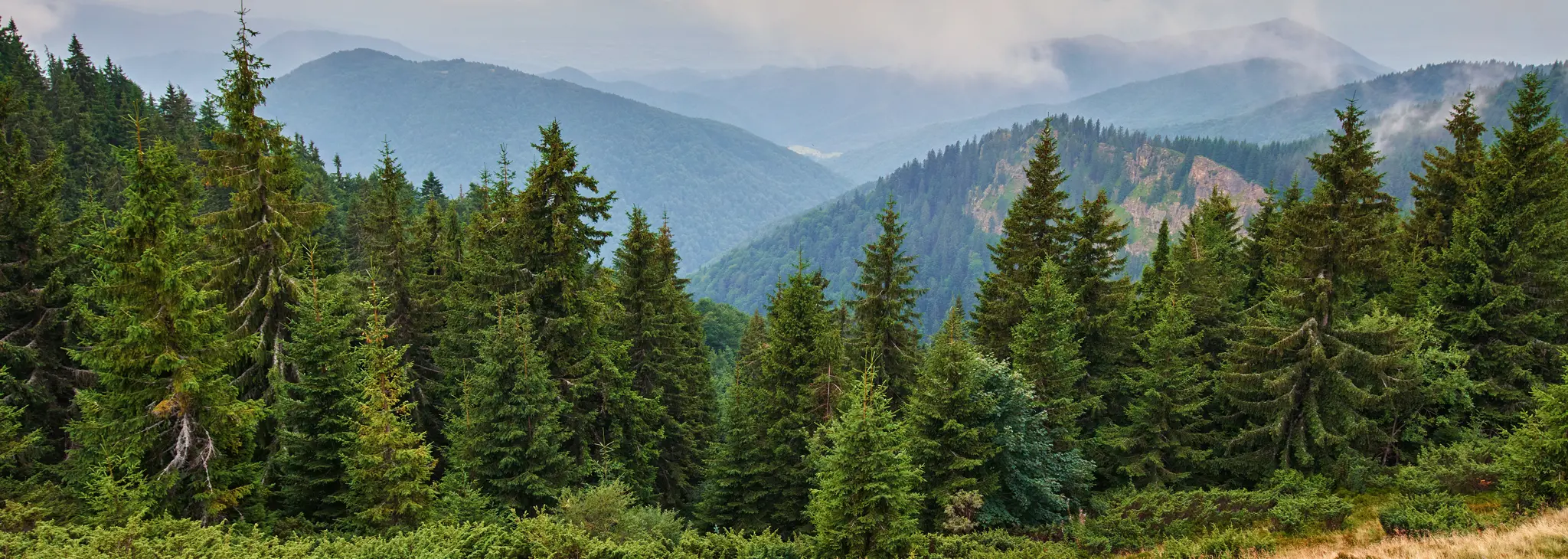 Ponderosa Pines Ponderosa Pines